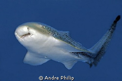 leopard shark by Andre Philip 